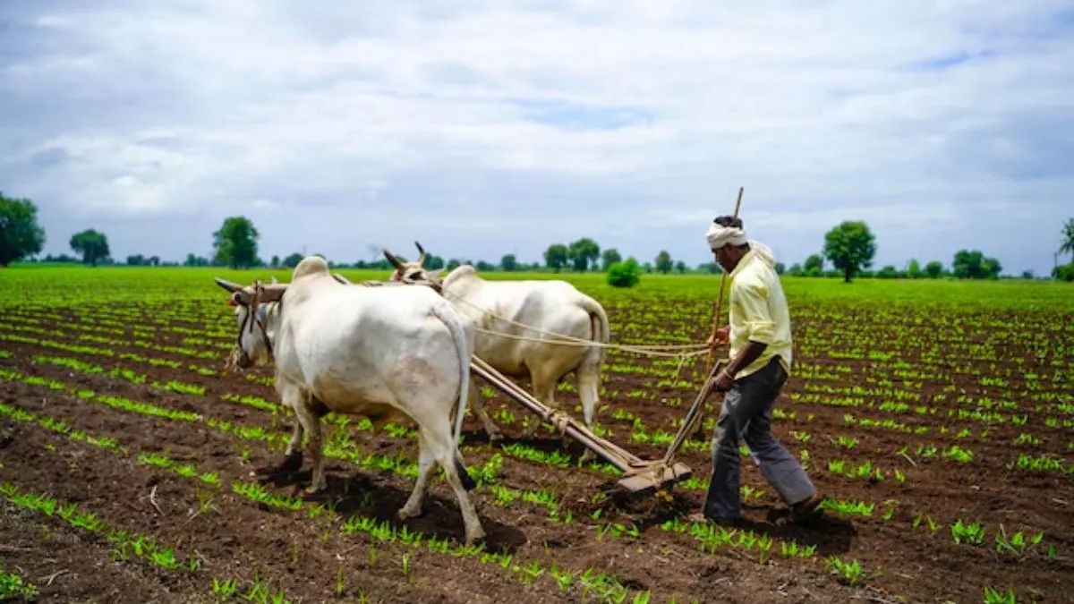 Budget 2025: Nirmala Sitharaman likely to make these key announcements for farmers