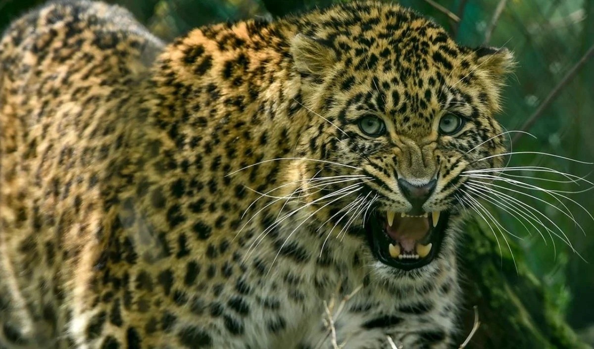 Leopard trapped in a cage in a village in kerala