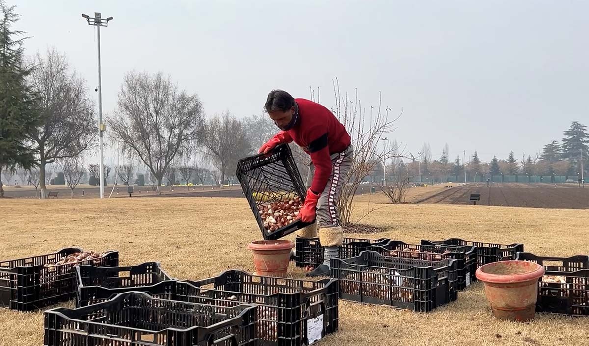 preparations in full swing for tulip festival in kashmir