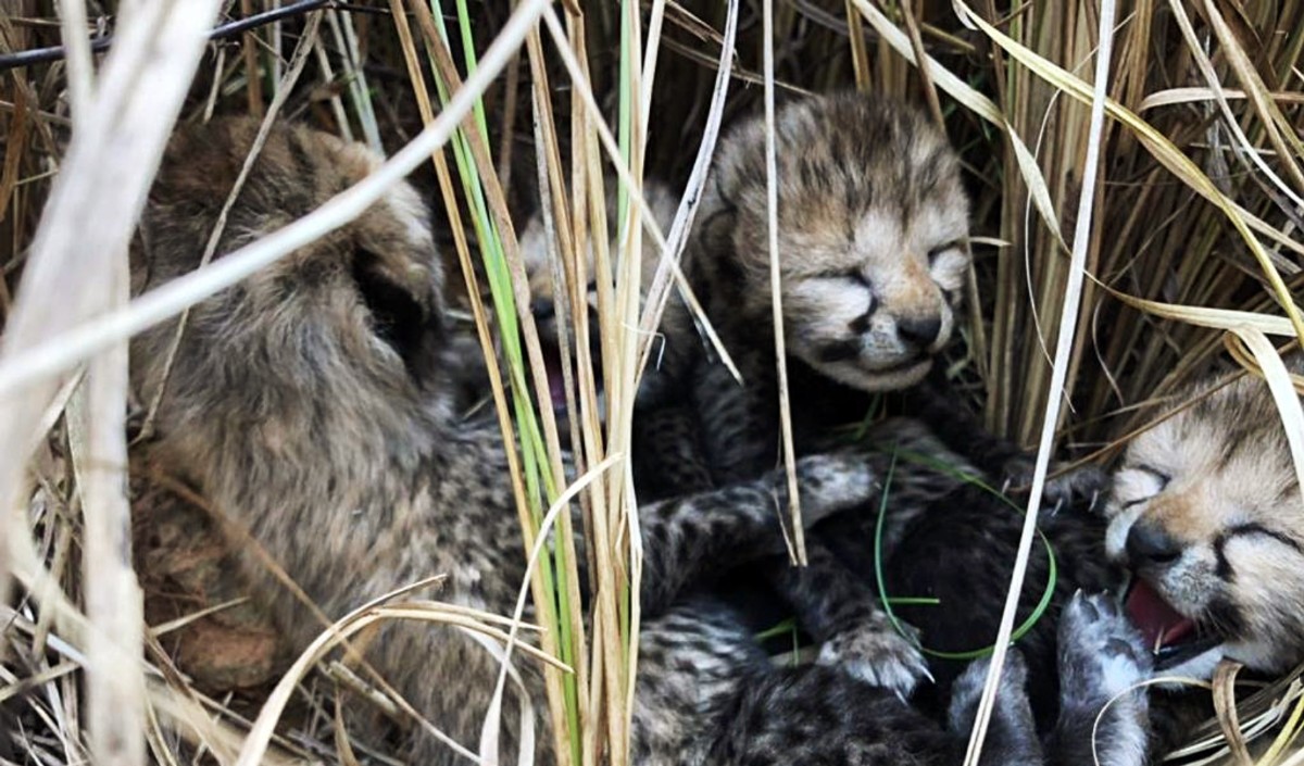 Madhya Pradesh female cheetah vera gave birth to two cubs in kuno national park