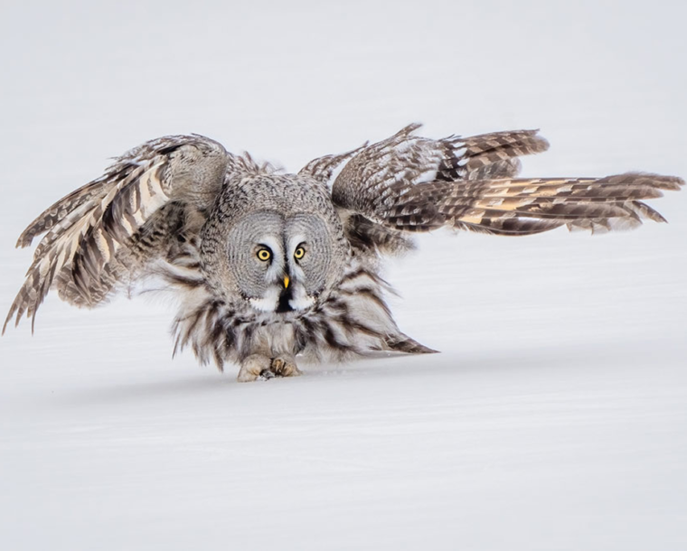 25 Best Photos from the SINWP Bird Photographer of the Year 2024