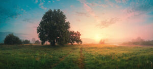 Nature Background 21