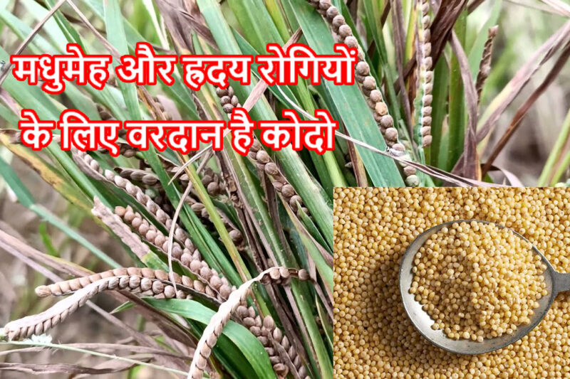 मधुमेह और ह्रदय रोगियों के लिए वरदान है कोदो