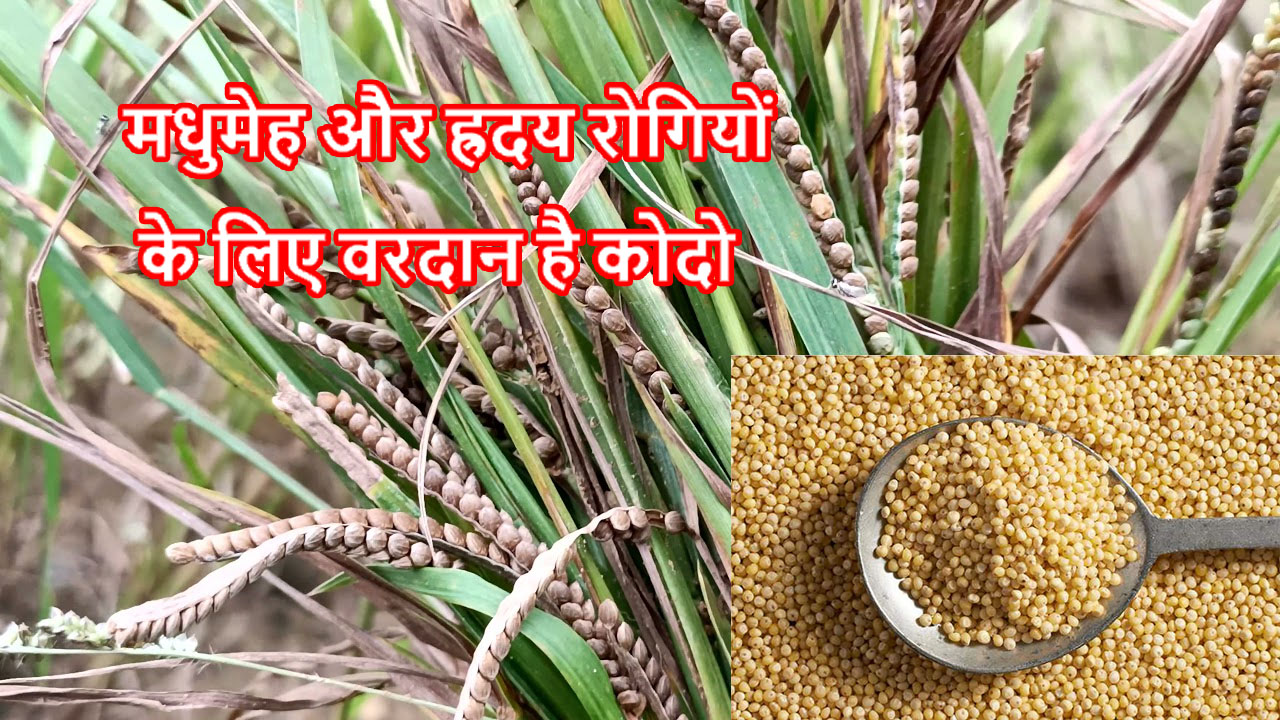 kodo millet